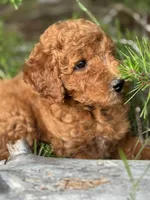 Spice Grl mini Free Delivery, a female Labradoodle for sale in Eastman, GA – Photo 7 of 9