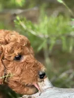 Spice Grl mini Free Delivery, a female Labradoodle for sale in Eastman, GA – Photo 5 of 9