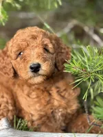 Spice Grl mini Free Delivery, a female Labradoodle for sale in Eastman, GA – Photo 3 of 9