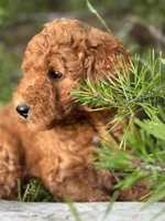 Spice Grl mini Free Delivery, a female Labradoodle for sale in Eastman, GA – Photo 6 of 9