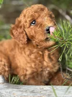 Spice Grl mini Free Delivery, a female Labradoodle for sale in Eastman, GA – Photo 1 of 9