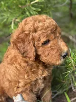 Spice Grl mini Free Delivery, a female Labradoodle for sale in Eastman, GA – Photo 2 of 9