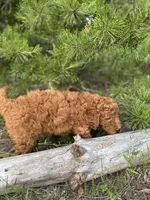 Spice Grl mini Free Delivery, a female Labradoodle for sale in Eastman, GA – Photo 9 of 9
