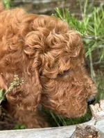 Spice Grl mini Free Delivery, a female Labradoodle for sale in Eastman, GA – Photo 4 of 9
