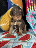 F1b Yellow Boy Free Delivery, a male Miniature Bernedoodle for sale in Eastman, GA – Photo 3 of 3