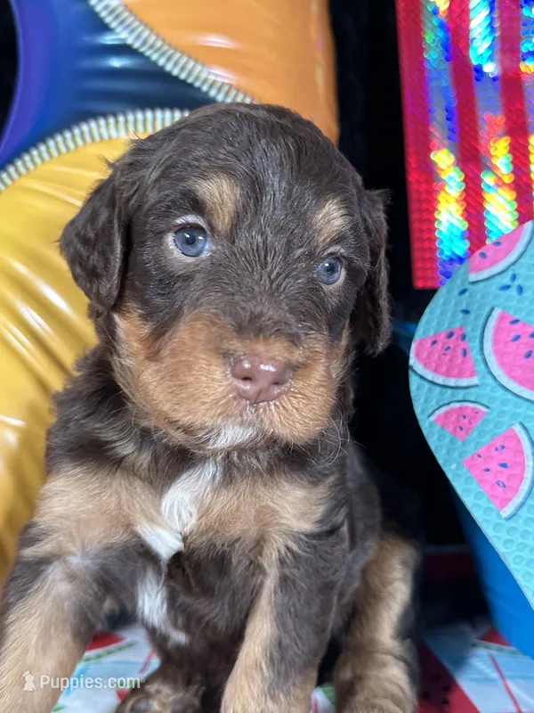 F1b Yellow Boy Free Delivery, a male Miniature Bernedoodle for sale in Eastman, GA – Photo 1 of 3