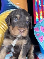 F1b Yellow Boy Free Delivery, a male Miniature Bernedoodle for sale in Eastman, GA – Photo 1 of 3