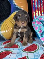 F1b Yellow Boy Free Delivery, a male Miniature Bernedoodle for sale in Eastman, GA – Photo 2 of 3