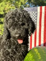 AKC Red Boy  Free Delivery, a male Poodle - Standard  for sale in Eastman, GA – Photo 2 of 5