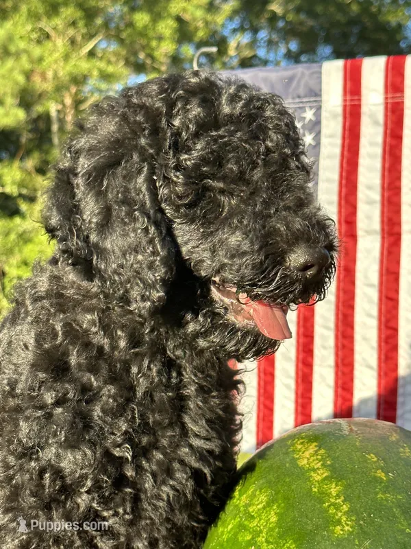 AKC Red Boy  Free Delivery