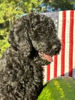 AKC Red Boy  Free Delivery, a male Poodle - Standard  for sale in Eastman, GA – Photo 1 of 5