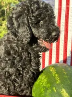 AKC Red Boy  Free Delivery, a male Poodle - Standard  for sale in Eastman, GA – Photo 5 of 5