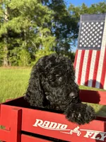 AKC Red Boy  Free Delivery, a male Poodle - Standard  for sale in Eastman, GA – Photo 3 of 5