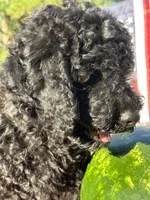 AKC Red Boy  Free Delivery, a male Poodle - Standard  for sale in Eastman, GA – Photo 4 of 5