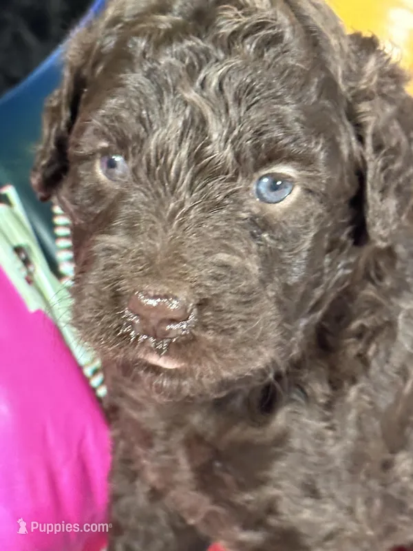 F1b Brown Boy Free Delivery