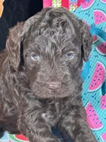 F1b Brown Boy Free Delivery, a male Miniature Bernedoodle for sale in Eastman, GA – Photo 3 of 3