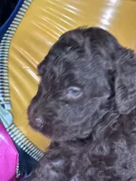 F1b Brown Boy Free Delivery, a male Miniature Bernedoodle for sale in Eastman, GA – Photo 2 of 3