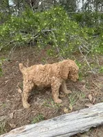 AKC Mauve Girl  Free Delivery, a female Poodle - Standard  for sale in Eastman, GA – Photo 6 of 6