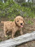 AKC Mauve Girl  Free Delivery, a female Poodle - Standard  for sale in Eastman, GA – Photo 5 of 6