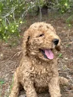 AKC Mauve Girl  Free Delivery, a female Poodle - Standard  for sale in Eastman, GA – Photo 3 of 6