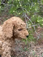 AKC Mauve Girl  Free Delivery, a female Poodle - Standard  for sale in Eastman, GA – Photo 4 of 6