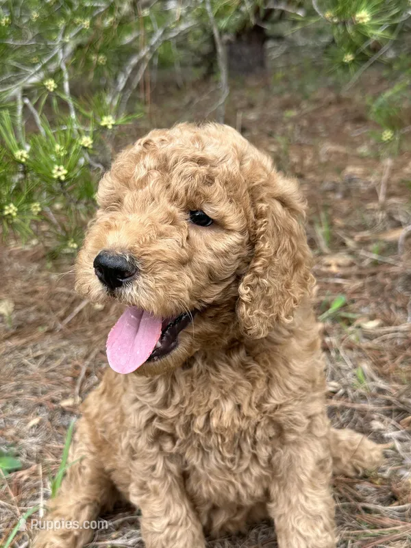 AKC Mauve Girl  Free Delivery