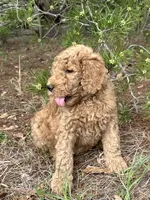 AKC Mauve Girl  Free Delivery, a female Poodle - Standard  for sale in Eastman, GA – Photo 2 of 6