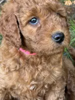 F1b Rose Girl Free Delivery, a female Goldendoodle for sale in Eastman, GA – Photo 7 of 9