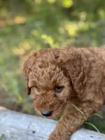 F1b Rose Girl Free Delivery, a female Goldendoodle for sale in Eastman, GA – Photo 3 of 9