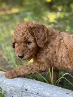 F1b Rose Girl Free Delivery, a female Goldendoodle for sale in Eastman, GA – Photo 6 of 9