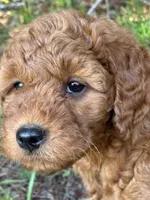 F1b Rose Girl Free Delivery, a female Goldendoodle for sale in Eastman, GA – Photo 8 of 9
