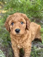 F1b Rose Girl Free Delivery, a female Goldendoodle for sale in Eastman, GA – Photo 5 of 9