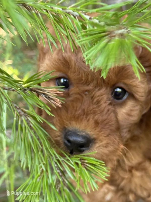 F1b Rose Girl Free Delivery