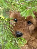 F1b Rose Girl Free Delivery, a female Goldendoodle for sale in Eastman, GA – Photo 1 of 9