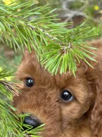 F1b Rose Girl Free Delivery, a female Goldendoodle for sale in Eastman, GA – Photo 2 of 9