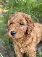 F1b Rose Girl Free Delivery, a female Goldendoodle for sale in Eastman, GA – Photo 9 of 9