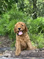 CKC Coal Girl, a female Miniature Goldendoodle for sale in Eastman, GA – 9 of 10