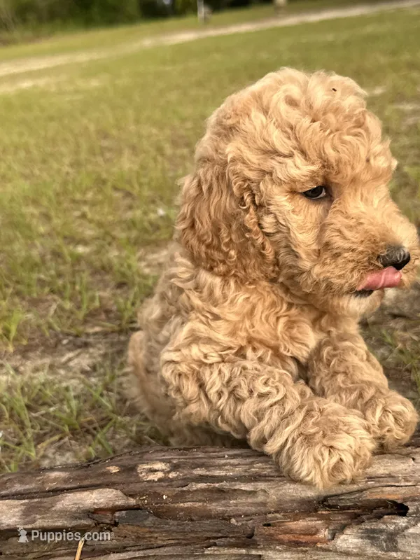 AKC Baby B Girl  Free Delivery