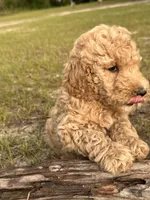 AKC Baby B Girl  Free Delivery, a female Poodle - Standard  for sale in Eastman, GA – Photo 1 of 5