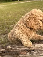 AKC Baby B Girl  Free Delivery, a female Poodle - Standard  for sale in Eastman, GA – Photo 4 of 5