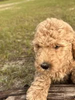 AKC Baby B Girl  Free Delivery, a female Poodle - Standard  for sale in Eastman, GA – Photo 2 of 5