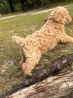 AKC Baby B Girl  Free Delivery, a female Poodle - Standard  for sale in Eastman, GA – Photo 5 of 5