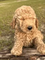 AKC Baby B Girl  Free Delivery, a female Poodle - Standard  for sale in Eastman, GA – Photo 3 of 5