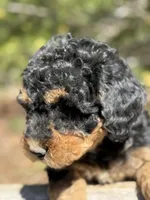F1b Sunshine Girl Free Delvery, a female Bernedoodle for sale in Eastman, GA – Photo 7 of 10