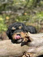 F1b Sunshine Girl Free Delvery, a female Bernedoodle for sale in Eastman, GA – Photo 2 of 10