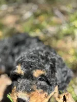 F1b Sunshine Girl Free Delvery, a female Bernedoodle for sale in Eastman, GA – Photo 10 of 10