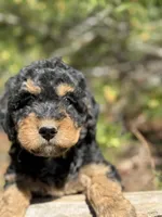 F1b Sunshine Girl Free Delvery, a female Bernedoodle for sale in Eastman, GA – Photo 9 of 10