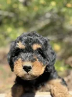 F1b Sunshine Girl Free Delvery, a female Bernedoodle for sale in Eastman, GA – Photo 4 of 10