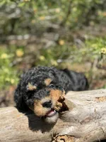 F1b Sunshine Girl Free Delvery, a female Bernedoodle for sale in Eastman, GA – Photo 6 of 10