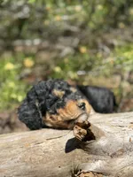 F1b Sunshine Girl Free Delvery, a female Bernedoodle for sale in Eastman, GA – Photo 8 of 10